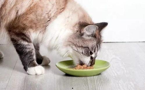 娱乐吃瓜酱猫猫护孩子,猫猫护子心切，温馨瞬间感动网友