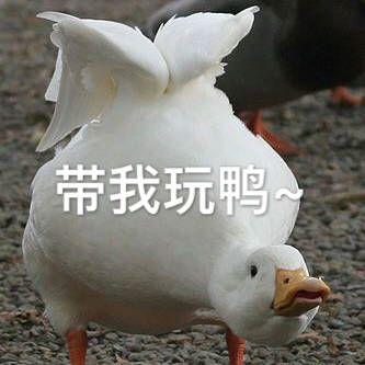 娱乐吃瓜鸭鸭鸭,鸭鸭鸭带你领略娱乐圈风云变幻