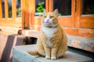 娱乐吃瓜酱橘猫,娱乐界的“喵星人”