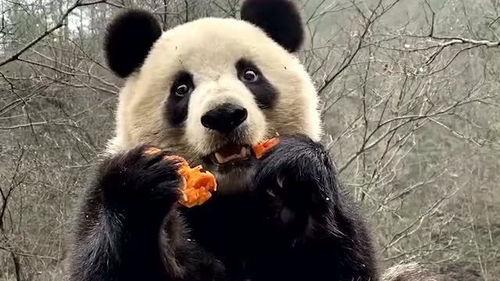 娱乐圈吃瓜熊猫,熊猫视角下的吃瓜盛宴