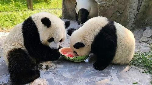 娱乐圈吃瓜熊猫,熊猫视角下的吃瓜盛宴