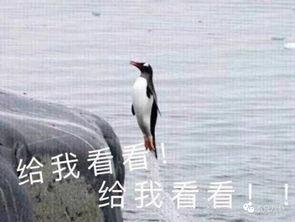 娱乐吃瓜君遛鸟大师,遛鸟大师的传奇人生