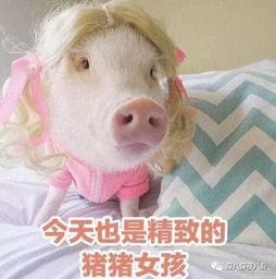 肥猪猪的日常娱乐吃瓜酱