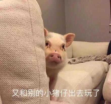 肥猪猪的日常娱乐吃瓜酱