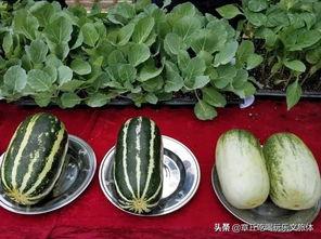 娱乐吃瓜的地方