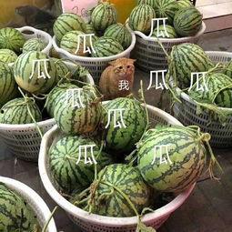 娱乐吃瓜的地方