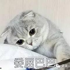 吃瓜娱乐君折耳猫,吃瓜娱乐君带你揭秘网红宠物的魅力与争议