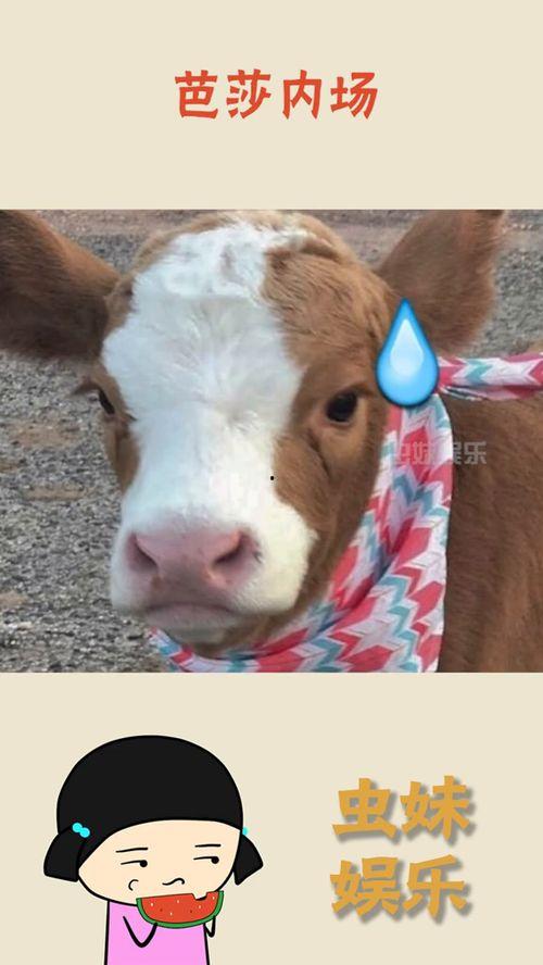 娱乐吃瓜酱嗅觉