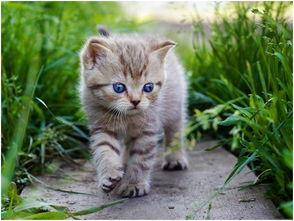 娱乐吃瓜酱社恐猫咪,社恐猫咪的娱乐吃瓜日常