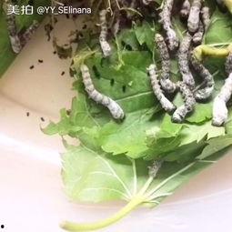 娱乐吃瓜酱蚕宝宝